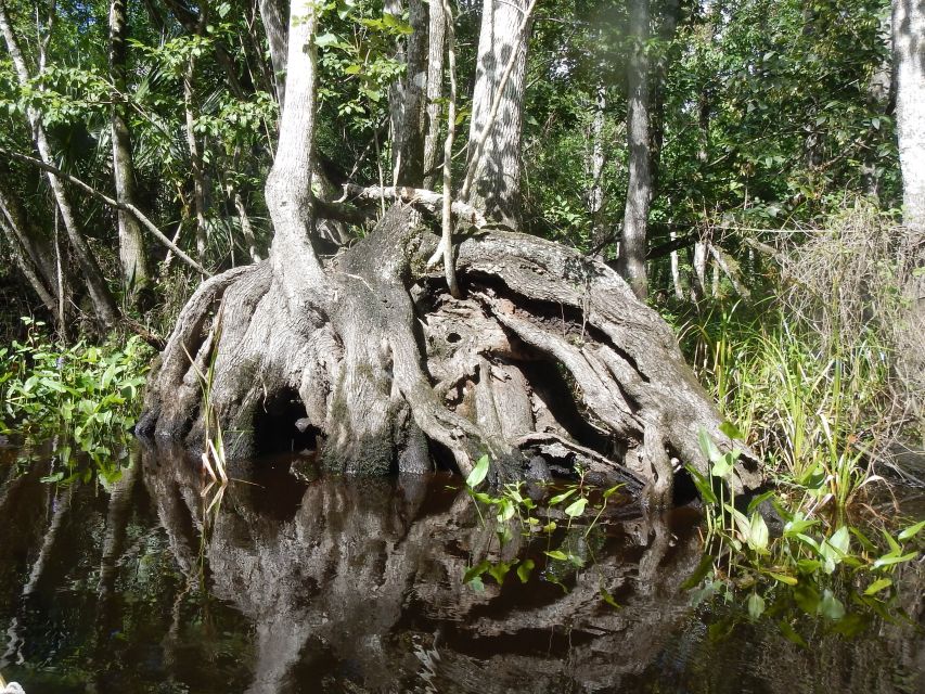 Blackwater Creek: Exclusive Nature Escape Kayak Adventure - Key Points