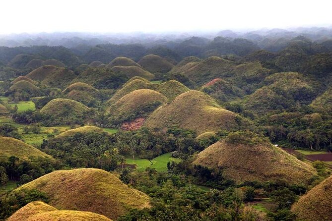 Bohol Highlights Tour: Chocolate Hills, Tarsier Spotting and Loboc River Cruise - Overview of the Tour