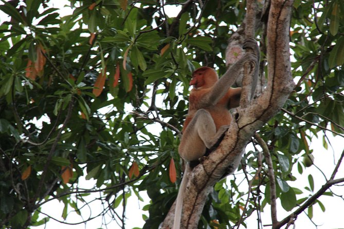 Borneo (Klias) River Cruise & Fireflies Tour - Key Points