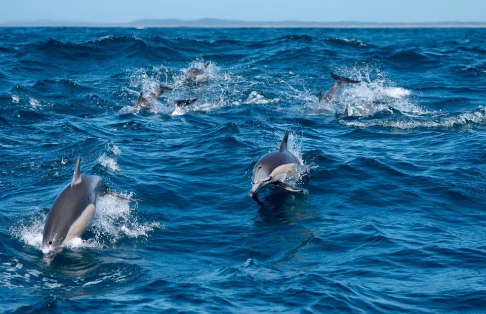 Byron Bay: Cruise With Dolphins Tour - Key Points