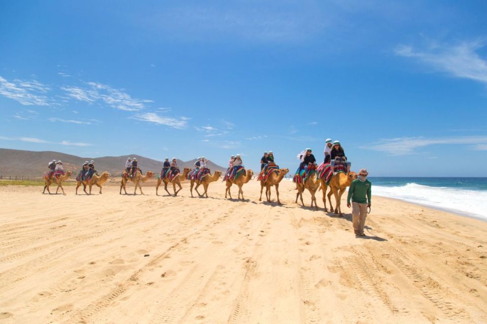 Cabo Beach: Desert Camel Tour With Mega Burrito & Tequila - Key Points