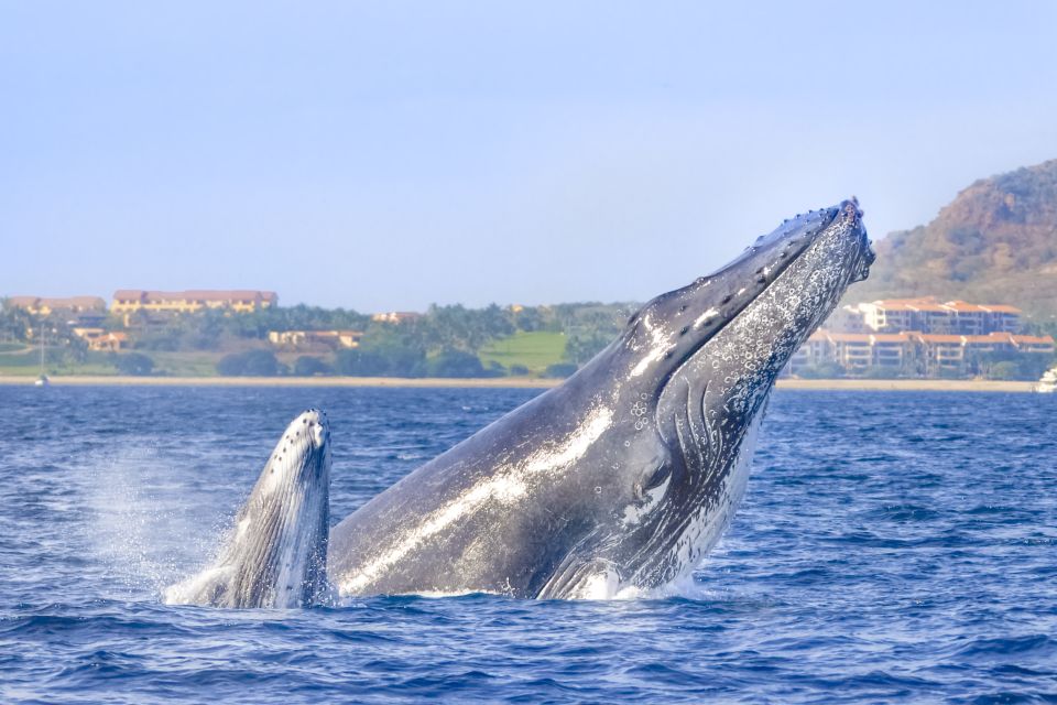 Cabo San Lucas: Luxury Catamaran Whale Watching Experience - Key Points