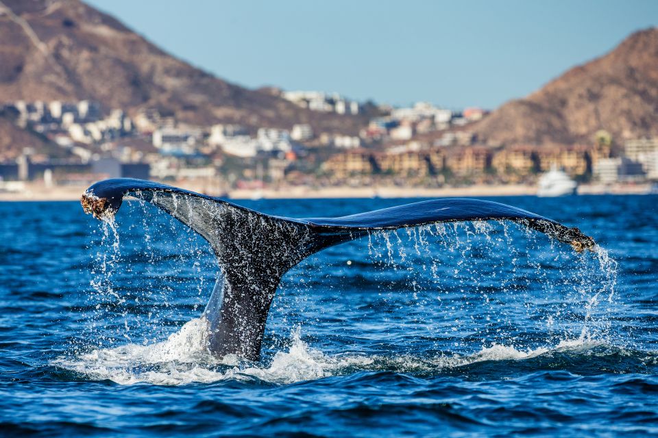 Cabo San Lucas: Whale Watching Catamaran Experience - Key Points