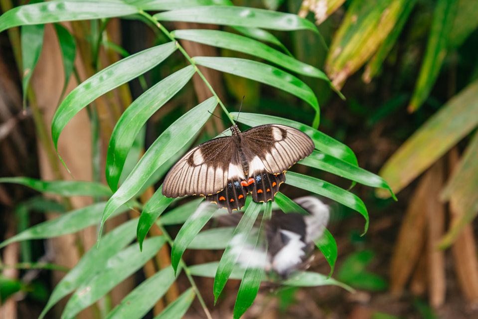 Cairns: Best of the Kuranda Rainforest Full-Day Tour & Lunch - Key Points