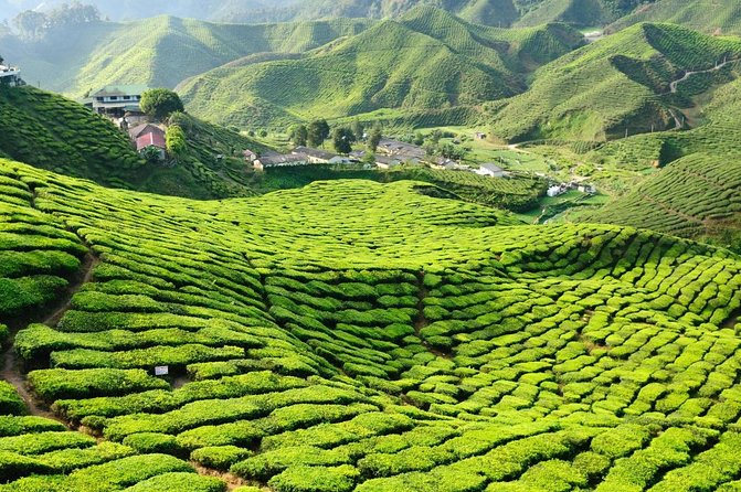 Cameron Highland Best Tour From Ipoh (Private Day Trip) - Key Points