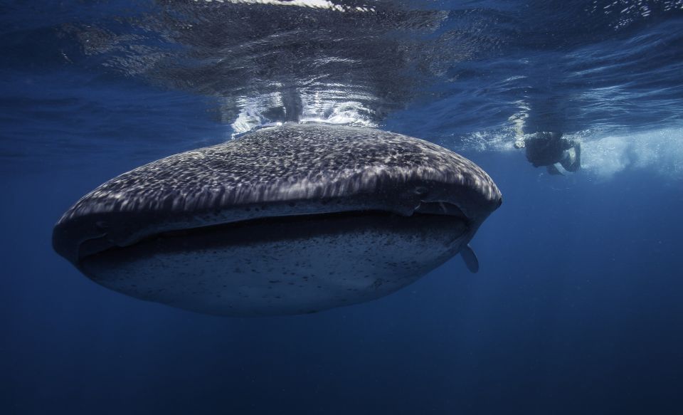 Cancun or Riviera Maya: Whale Shark Tour & Playa Norte Beach - Key Points