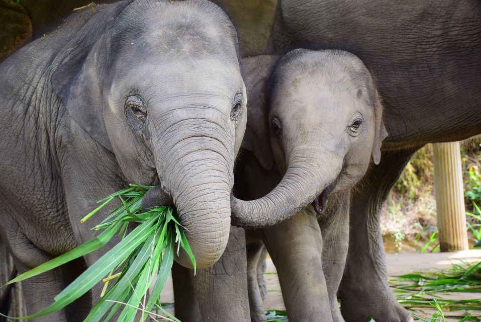 Chiang Mai: Exclusive Elephant Nursery Full-Day Program - Key Points