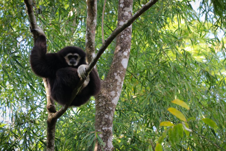 Chiang Mai: Gibbons, Trekking & Mae Kampong Small Group Tour - Key Points