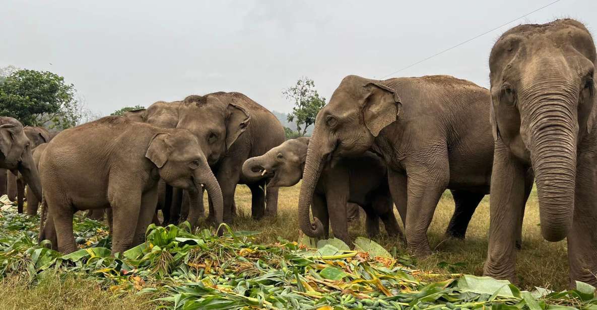 Chiang Mai: New Elephant Home Elephant Care Program - Key Points