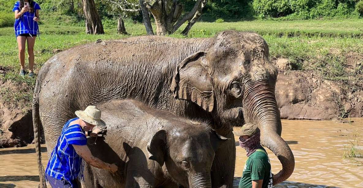 Chiang Mai: New Elephant Home Walking With Giants Tour - Key Points