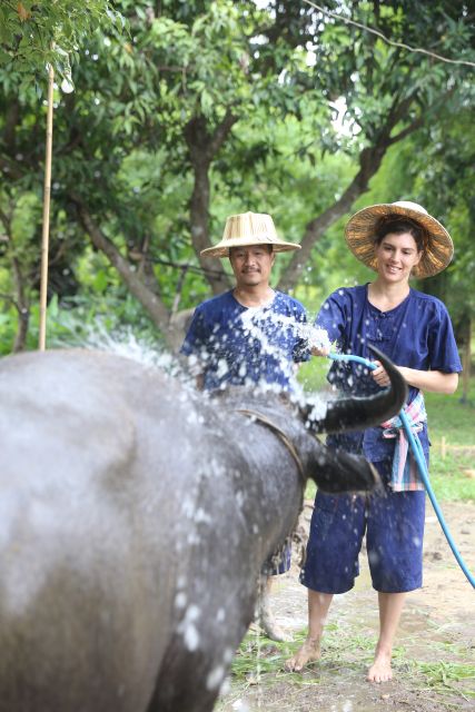 Chiang Mai: Thai Buffalo and Rice Planting Experience - Key Points