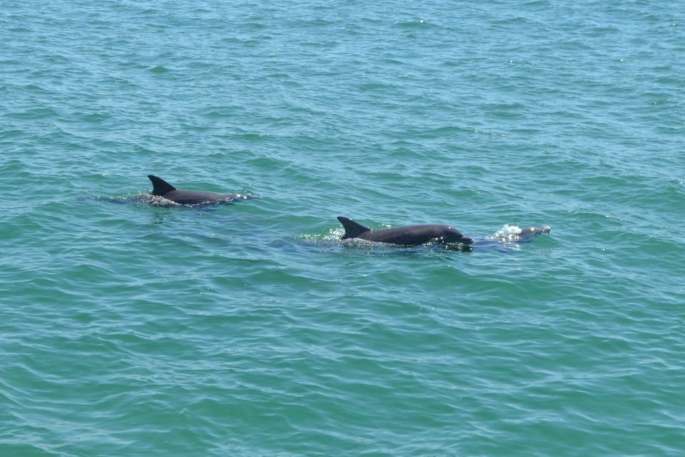 Clearwater: Cruise With Guaranteed Dolphin Sightings