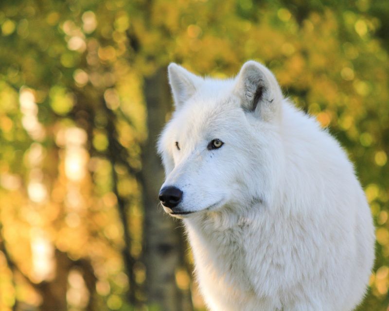 Cochrane: Yamnuska Wolfdog Sanctuary Tour - Key Points