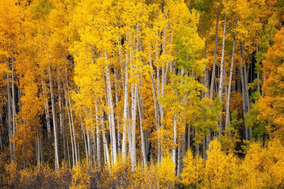 Colorado Fall Color Photography Workshop - Key Points