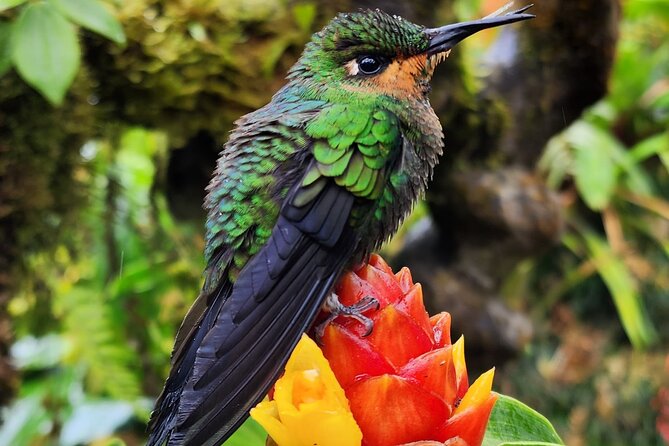 COMBO Tour: Coffee, Poas Volcano and La Paz Waterfall Gardens - Overview of the COMBO Tour