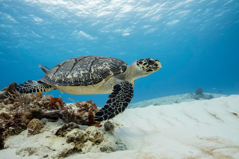 Cozumel Reefs Two Dives From the Boat - Key Points