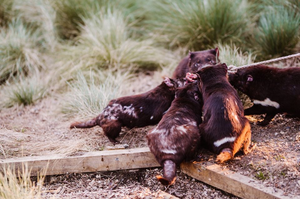 Cradle Mountain: After Dark Tasmanian Devil Feeding Tour - Key Points