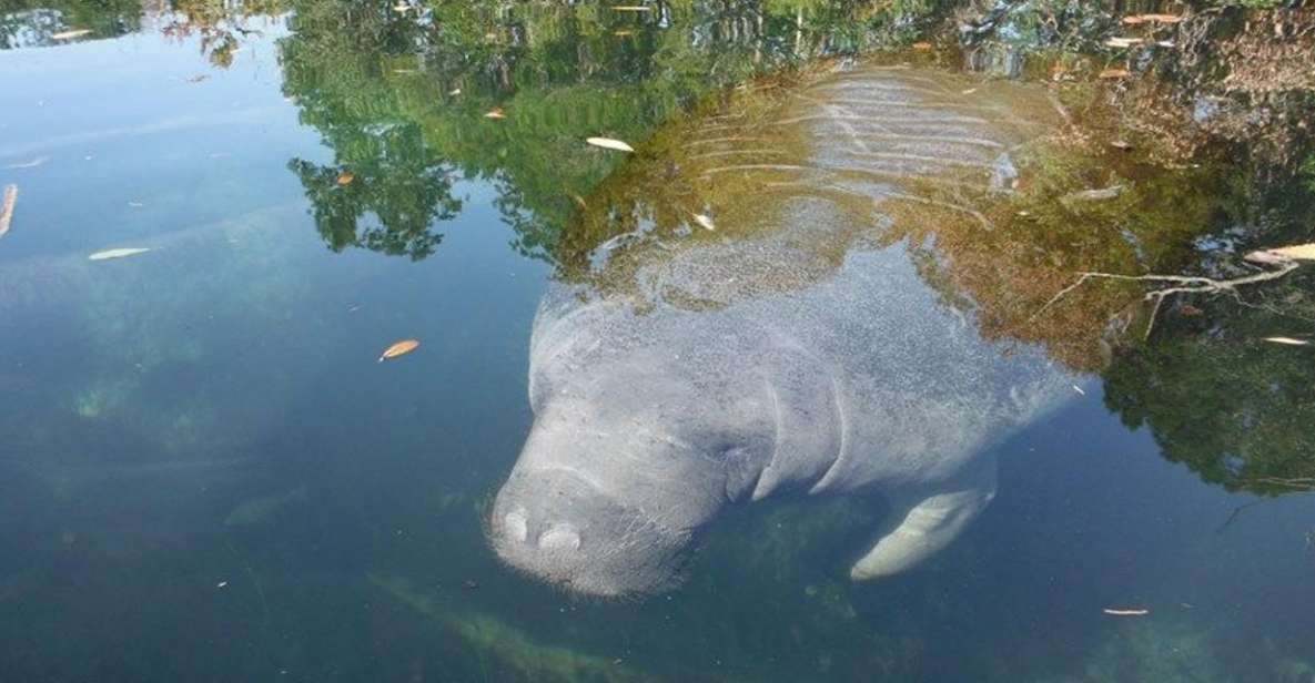 Crystal River: Manatee Viewing Cruise - Key Points