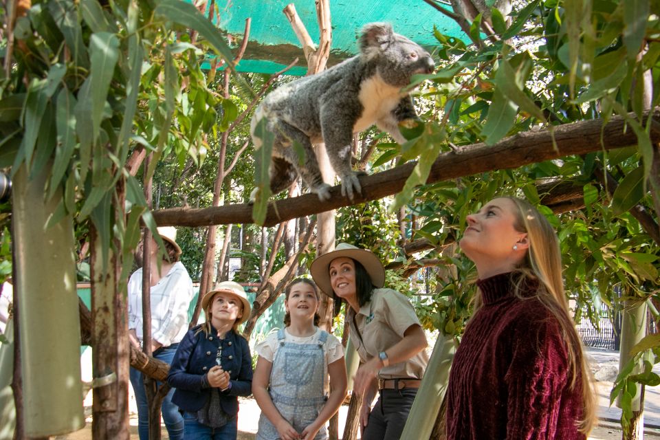 Currumbin Wildlife Sanctuary Ticket & Koala Photo - Key Points