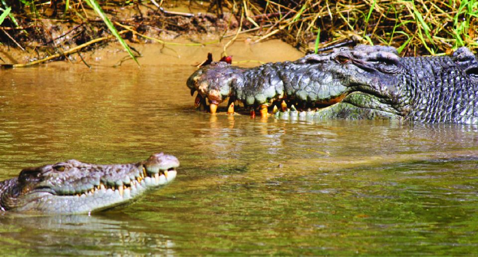 Daintree: Lower Daintree Crocodile & Wildlife Cruise - Key Points