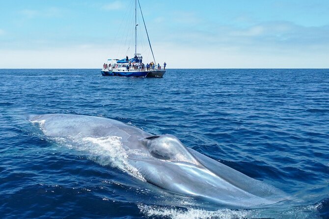 Dana Point Dolphin and Whale Watching Eco-Safari - Experience Overview