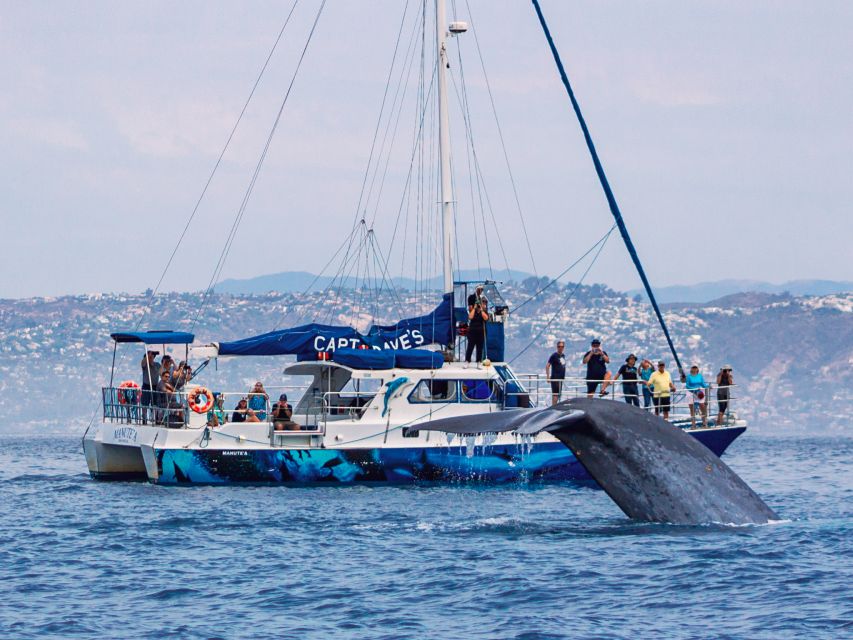 Dana Point Dolphin & Whale Watching With Underwater Viewing