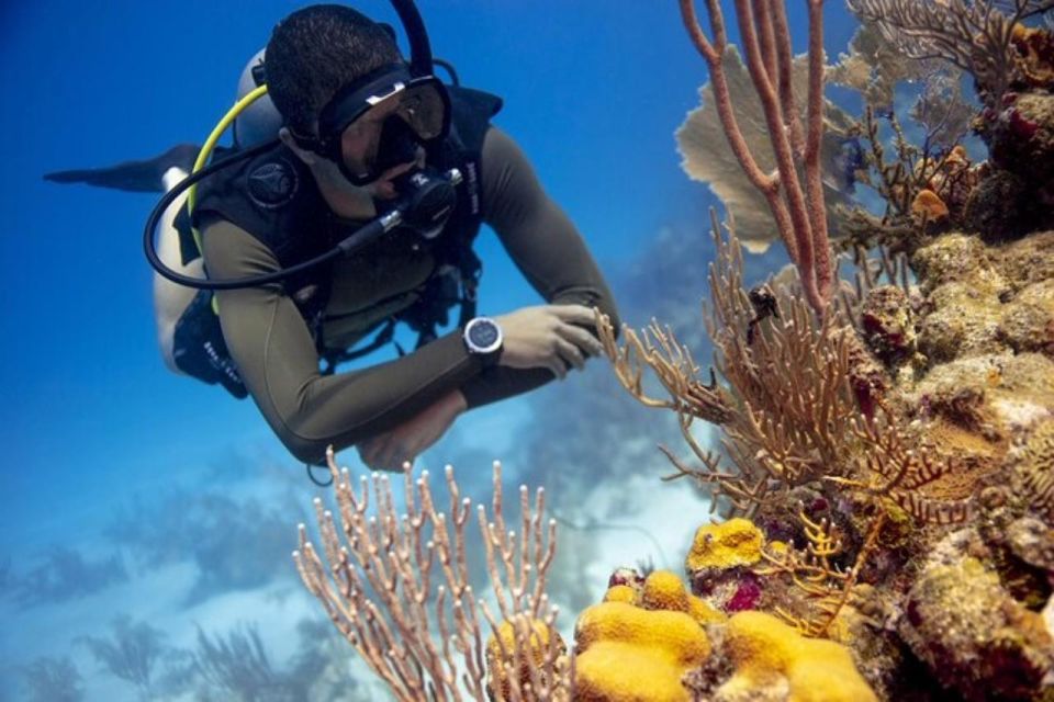 Discover Scuba Dive at Australias Most Iconic Beach - Key Points