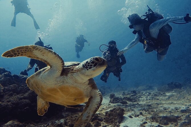 Discover Scubadiving on Aruba'S Reef - Overview of Scuba Diving