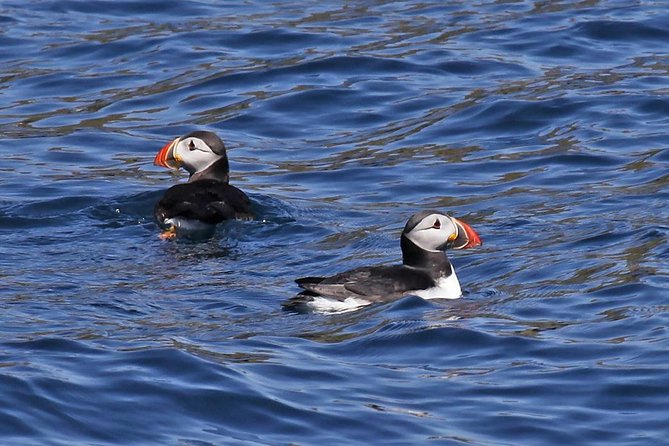 Dolphin and Whale Watching Tour From Dingle - Key Points