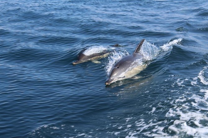 Dolphin Watching From Lagos - Highlights