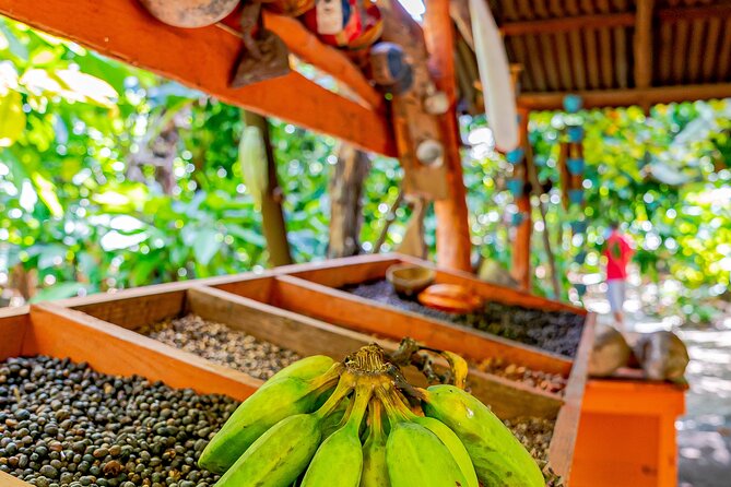 Dominican Republic Countryside Safari Tour From Punta Cana - Tobacco Plantation and Cigar Demonstration