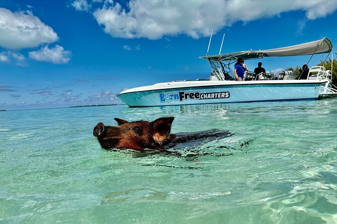 Eleuthera Day Trip With Swimming Pigs and Turtles From Nassau - Key Points