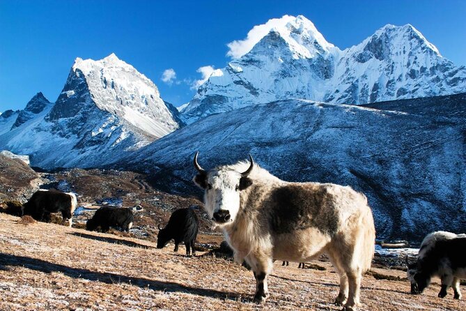 Everest Base Camp Over Sky Sharing Helicopter Tour. - Key Points