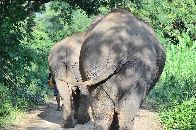 Experience Elephant Sanctuary + Sticky Waterfall - Key Points