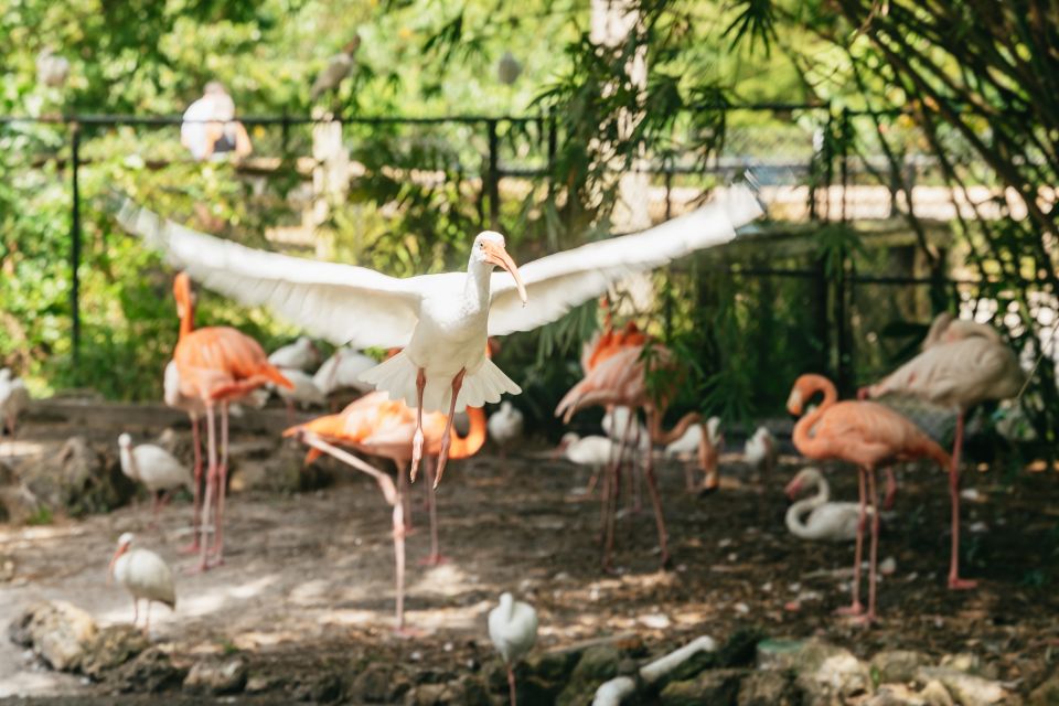 Fort Lauderdale: Flamingo Gardens Entry Ticket - Key Points