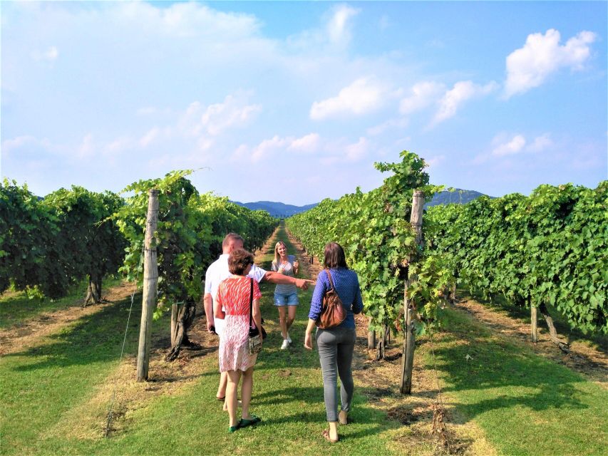 From Abano Montegrotto: Euganean Hills Guided Wine Tour - Key Points