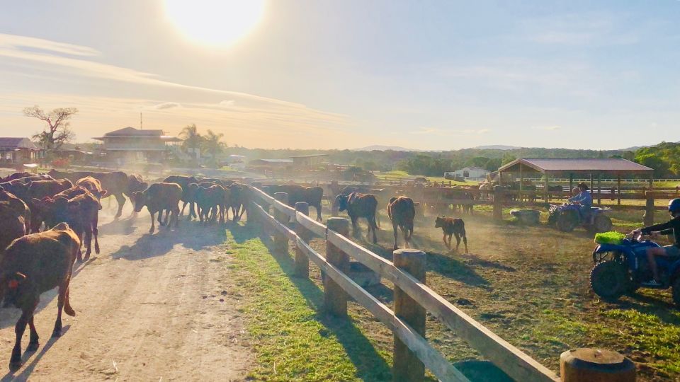 From Cairns: Kuranda Day Trip With Petting Zoo and Quad Ride - Key Points