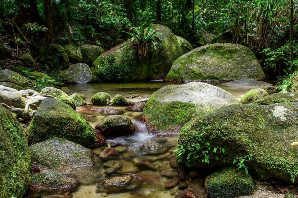 From Cairns: Mossman Gorge Tour & Daintree Rainforest Cruise - Key Points