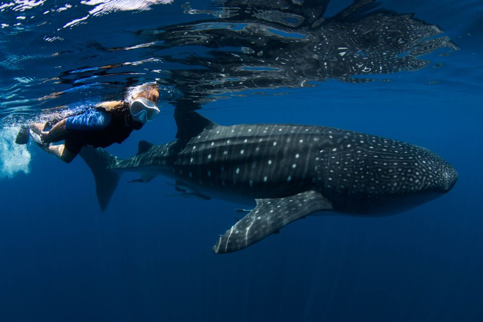 From Cancun/Riviera Maya: Guided Whale Shark Snorkeling Tour