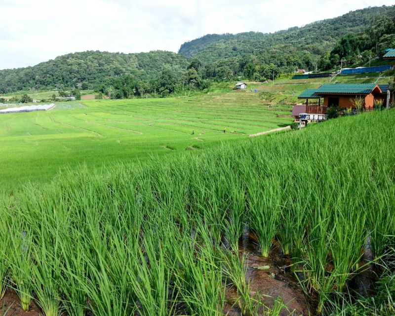 From Chiang Mai: Doi Inthanon National Park Day Trip & Hike - Key Points