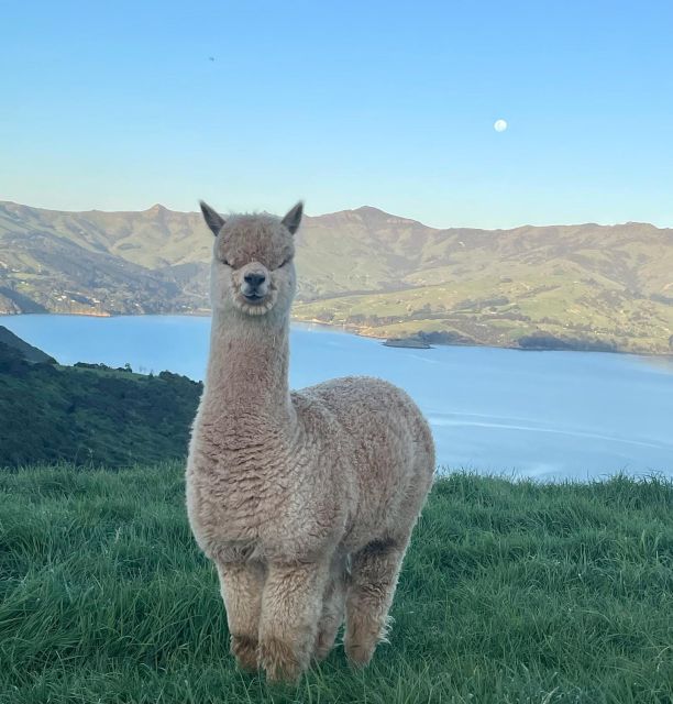 From Christchurch: Akaroa Day Tour With Optional Cruise