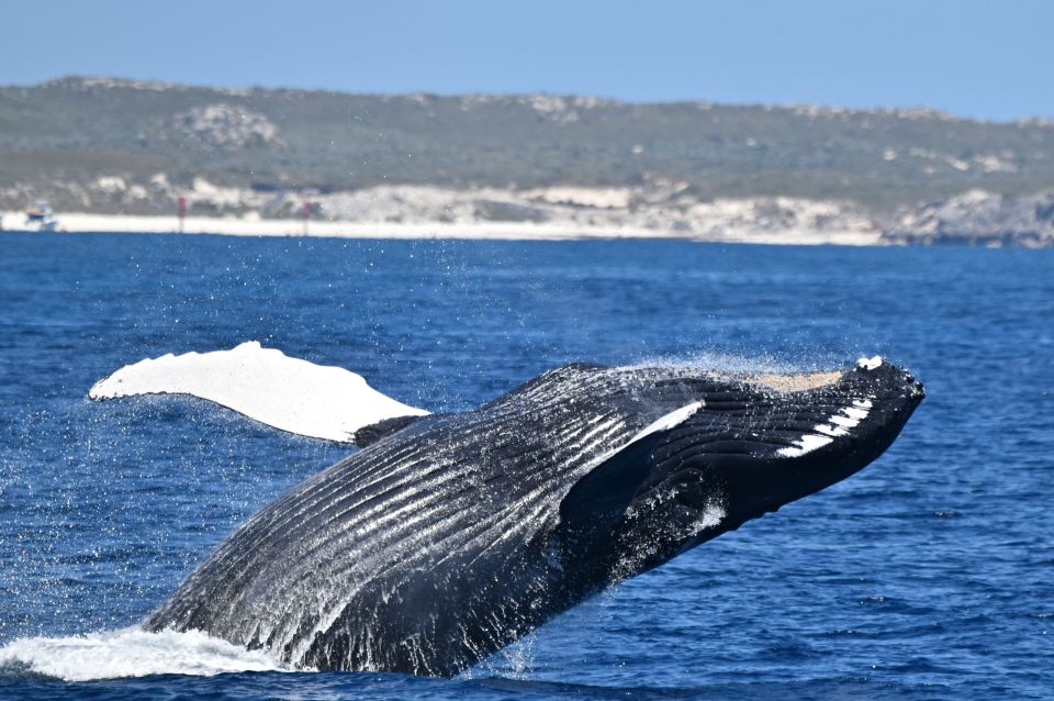 From Fremantle: 2-Hour Luxury Whale-Watching Cruise - Key Points