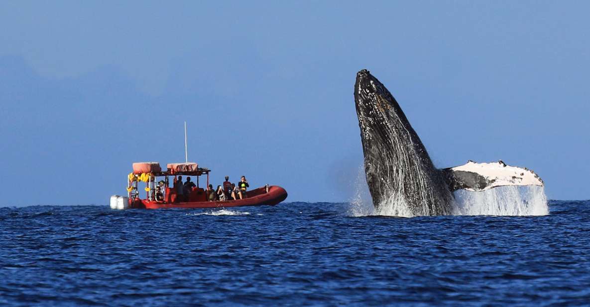 From Kihei: Guided Humpback Whale Migration Cruise - Key Points