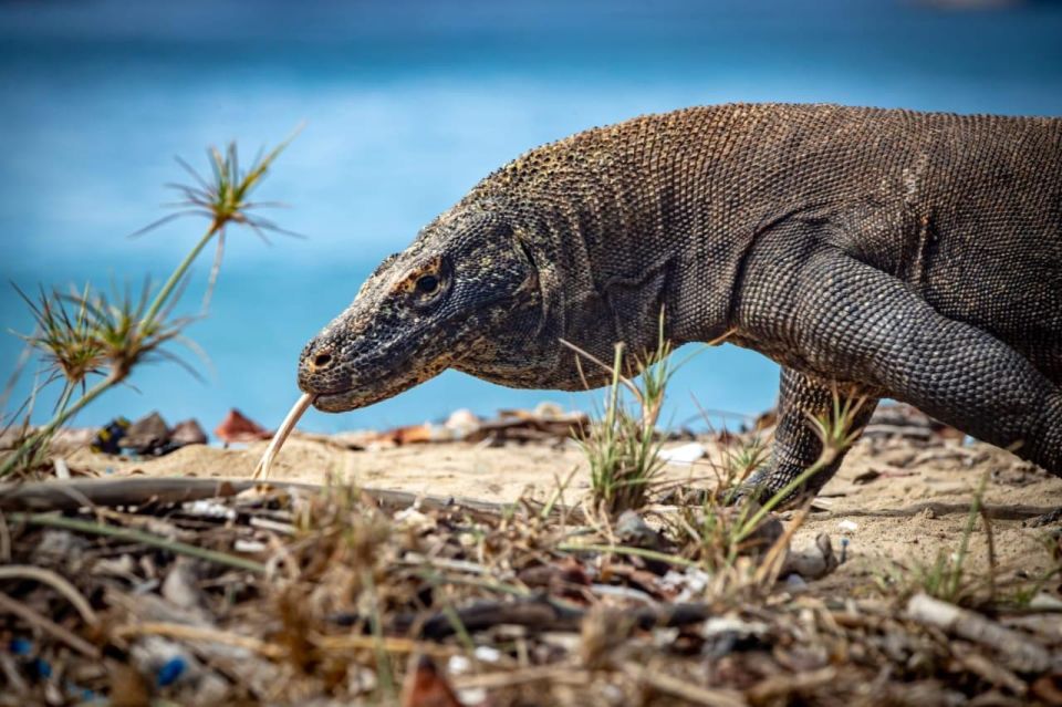 From Labuan Bajo Explore Komodo Dragon Island - Key Points