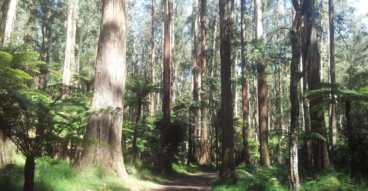 From Melbourne: Dandenong Ranges Private Day Tour - Key Points