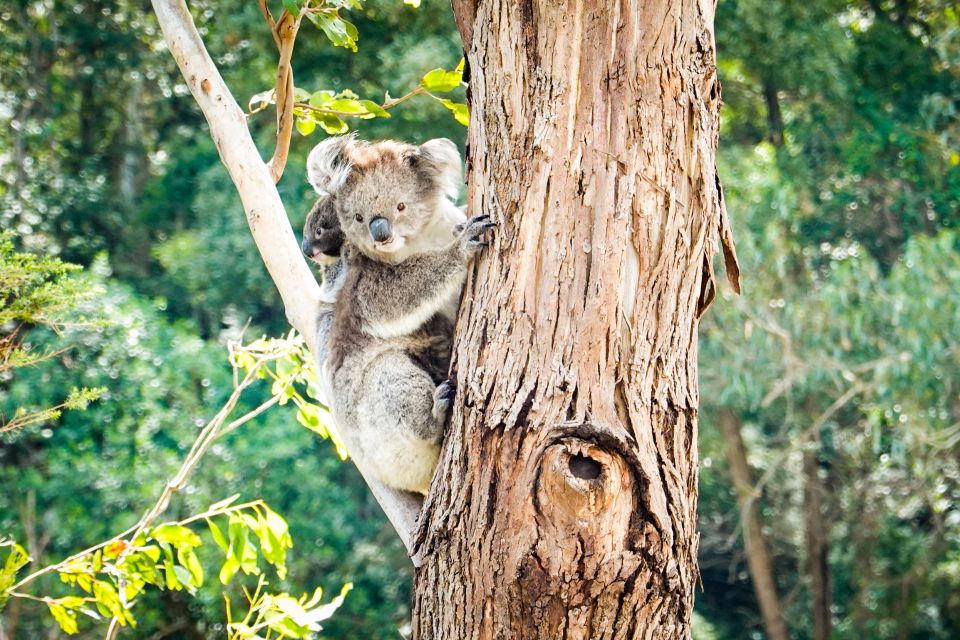 From Melbourne: Great Ocean Road & 12 Apostles Full-Day Tour - Key Points