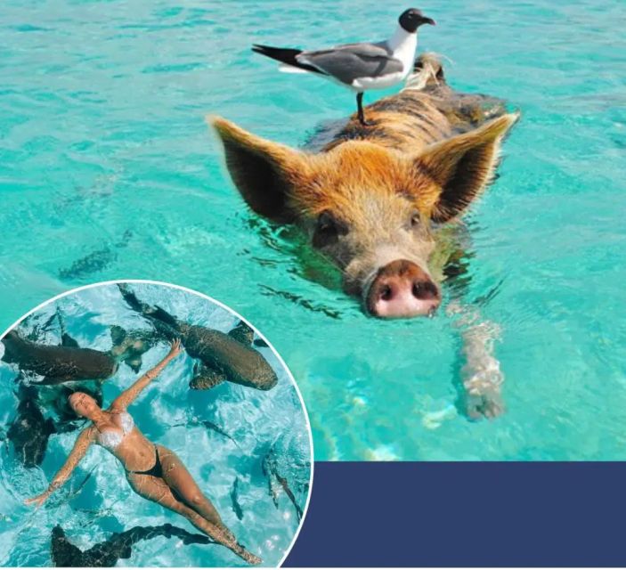 From Nassau:Air-Sea Promotion Breathtaking TourSwimming Pigs - Key Points