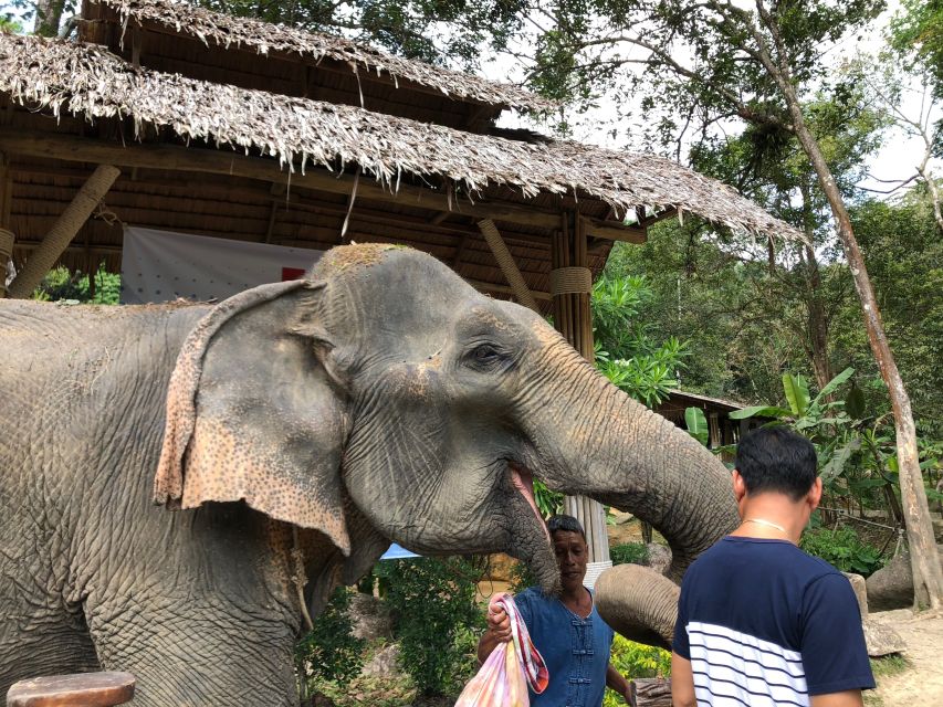 From Phuket & Khao Lak: Elephant Care With Waterfall Visit - Key Points