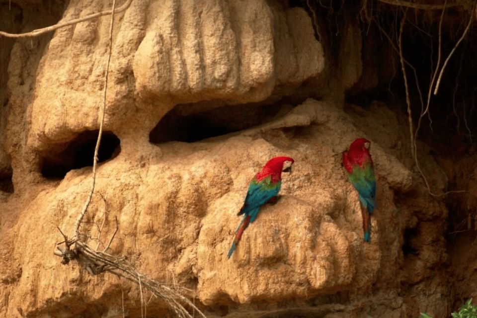 From Puerto Maldonado: Macaw Clay Lick 2 Days - Key Points