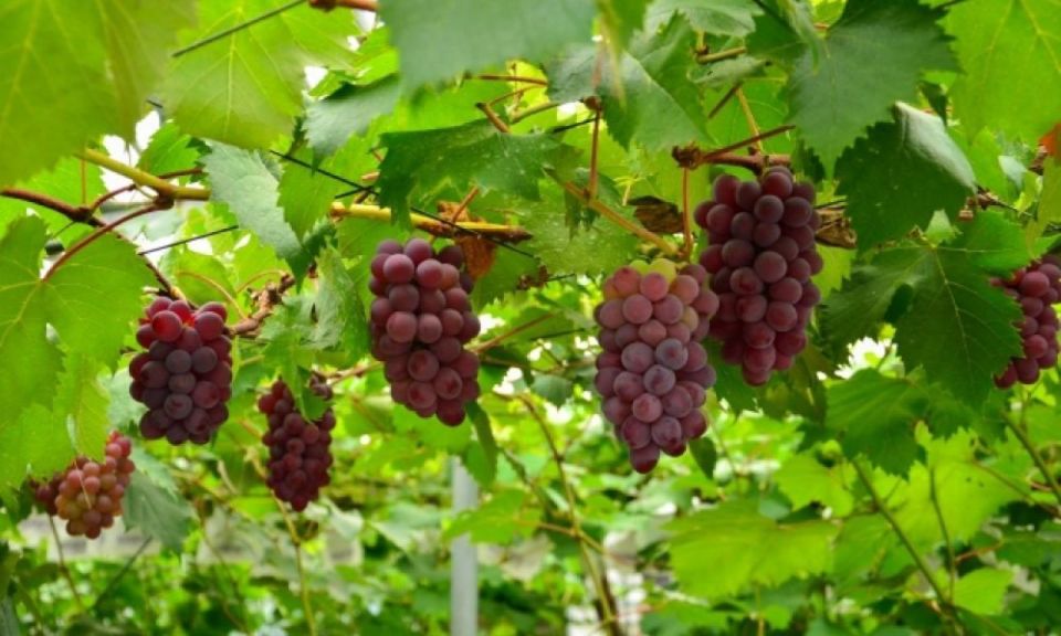 From Shinjuku: Mt. Fuji Panoramic Ropeway and Fruit Picking - Tour Overview